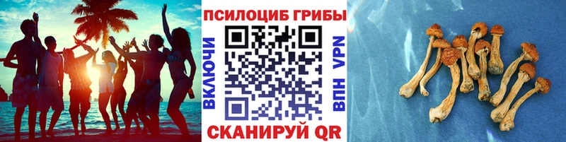блэк спрут вход  цены наркотик  Нальчик  Псилоцибиновые грибы Psilocybe 
